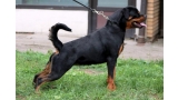 Rottweiler.  Ch. Shery Brko Star.