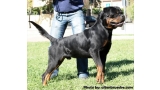 Rottweiler.  Ch. Jerry Lee Van Gorgar.