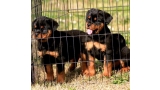 Rottweiler. Puppies Of Royal Musketiers.