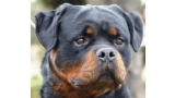 Rottweiler. GERO KING OF THE EAST.