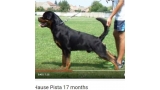 Rottweiler.  Ch. Rolf Vom Hause Pista.