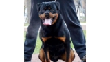Rottweiler. Phyton Flash Rouses.