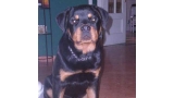 Rottweiler. Abilioh De Breogan.