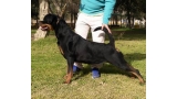 Rottweiler.  Ch. Roma De Breogan. Rottweiler.  Ch. Roma De Breogan.