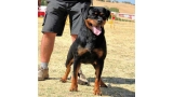 Rottweiler.  Ch. Aurah De Breogan.