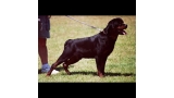 Rottweiler.  Ch. Quito De Breogan. Rottweiler.  Ch. Quito De Breogan.