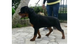 Rottweiler. Gala De Codemeiga.