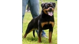 Rottweiler.  Ch. Shery Brko Star.