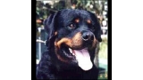 Rottweiler.  Ch. Enzo De Breogan.