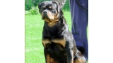 Rottweiler. Benno Van Gorgar.