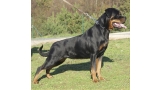 Rottweiler.  Ch. DIXI MIRACLE ROTT. Rottweiler.  Ch. DIXI MIRACLE ROTT.