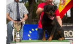 Rottweiler. GERO KING OF THE EAST.