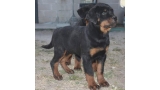 Rottweiler. Seiko De Breogan con 3 meses.