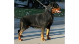 Rottweiler.  Ch. Princess Brcko Star. Rottweiler.  Ch. Princess Brcko Star.
