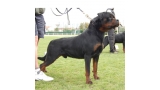 Rottweiler.  Ch. Indio De Breogan.