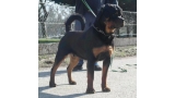 Rottweiler. Bronko Van Gorgar.