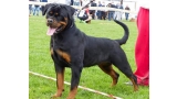 Rottweiler.  Ch. Iva Of Nicola´s Lion. Rottweiler.  Ch. Iva Of Nicola´s Lion.
