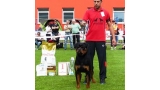 Rottweiler.  Ch. Balco De Breogan. Rottweiler.  Ch. Balco De Breogan.