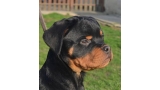 Rottweiler. Kenzo Ritter Vom Camelot.
