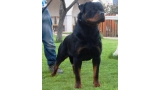 Rottweiler.  Ch. Xahiko De Breogan. Rottweiler.  Ch. Xahiko De Breogan.