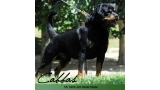 Rottweiler.  Ch. Carlo Von Hause Haase.