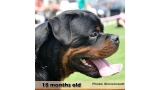 Rottweiler.  Ch. Jerry Lee Van Gorgar.