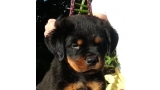 Rottweiler. Quirvy De Breogan con 2 meses.