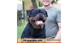 Rottweiler.  Ch. Jerry Lee Van Gorgar.