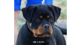 Rottweiler. Lua De Breogan con 6 meses.