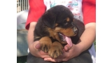 Rottweiler. Camada A.