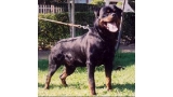 Rottweiler. Marco de Breogan. Rottweiler. Marco de Breogan.