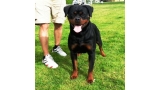 Rottweiler.  Ch. Farah Od Vadanora con 24 meses.