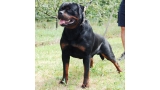 Rottweiler.  Ch. Indio De Breogan.