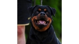Rottweiler.  Ch. Fani Vom Hause Pista. Rottweiler.  Ch. Fani Vom Hause Pista.