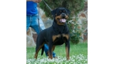 Rottweiler. Checa Del Calvijar. Rottweiler. Checa Del Calvijar.