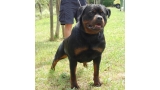 Rottweiler.  Ch. Indio De Breogan.