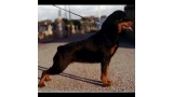Rottweiler.  Ch. Zaida De Breogan.