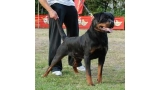 Rottweiler.  Ch. Tika Flash Rouse.
