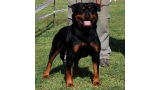 Rottweiler. Raixa De Breogan.