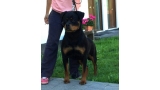 Rottweiler. Yuma De Breogan.