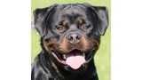 Rottweiler. Ran Von Steintor Rott.