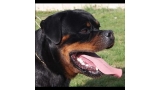 Rottweiler.  Ch. Fanta Of Nicola´s Lion.