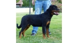 Rottweiler. Gery De Breogan.