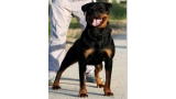 Rottweiler.  Ch. Princess Brcko Star. Rottweiler.  Ch. Princess Brcko Star.