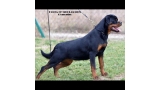 Rottweiler.  Ch. Fanta Of Nicola´s Lion.