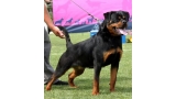 Rottweiler.  Ch. Shery Brko Star.