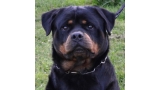 Rottweiler. Alaha De Breogan.