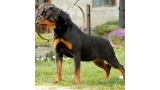 Rottweiler.  Ch. Farah Od Vadanora con 9 meses.