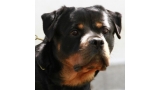 Rottweiler. Ella Zara Cro Rott.