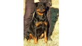 Rottweiler.  Ch. Barbi King Of The East.